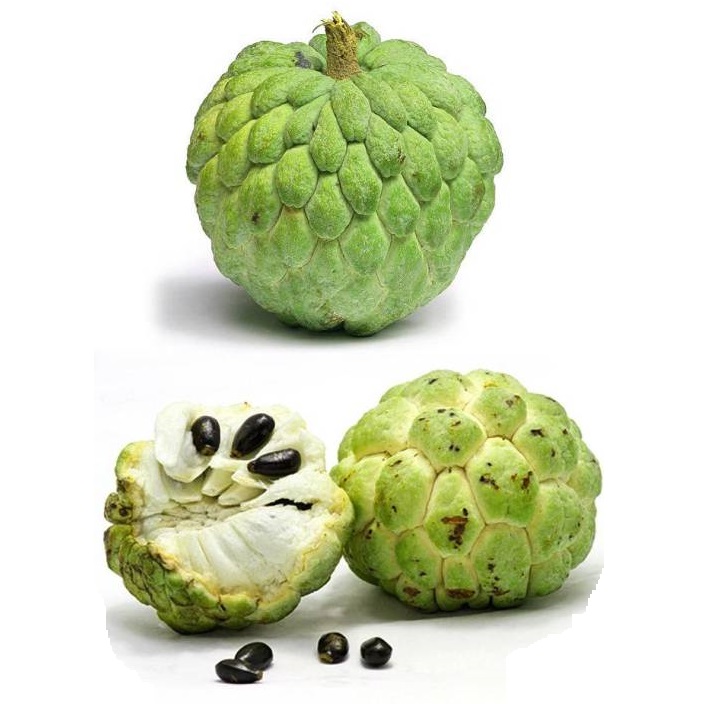 Custard Apple